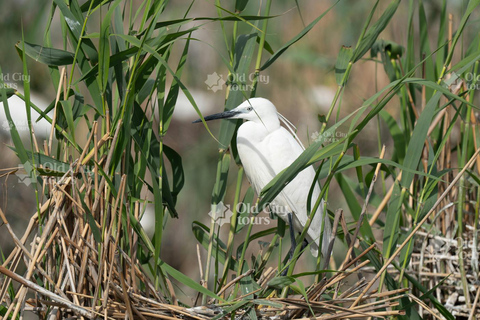 Shirvan Eco-Tour: Gazelles, Birdwatching & Village Lunch Private tour