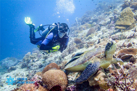 Moalboal : Scuba Diving Sardine Run and Turtle Chasing Scuba Diving: Sardine Run, Turtle Chasing &Pescador Island