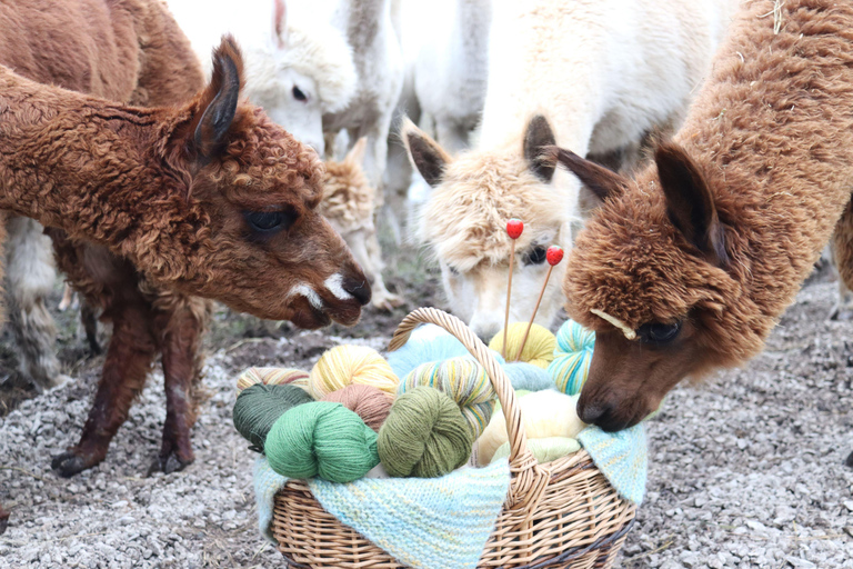 From Tallinn: Alpakafarm Guided Tour with Transfer