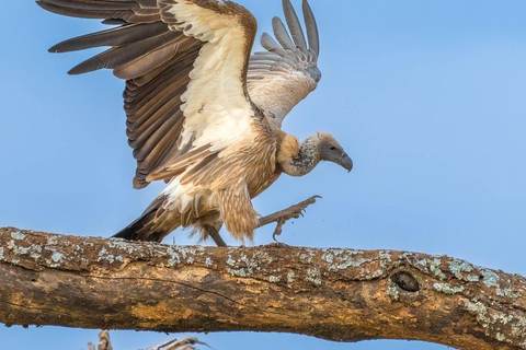 Nairobi: Lake Nakuru National Park and Lake Naivasha Tour