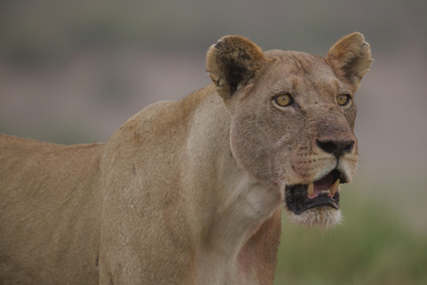 Kasane: 1 day Chobe NP Safari with Boat Cruise and Lunch