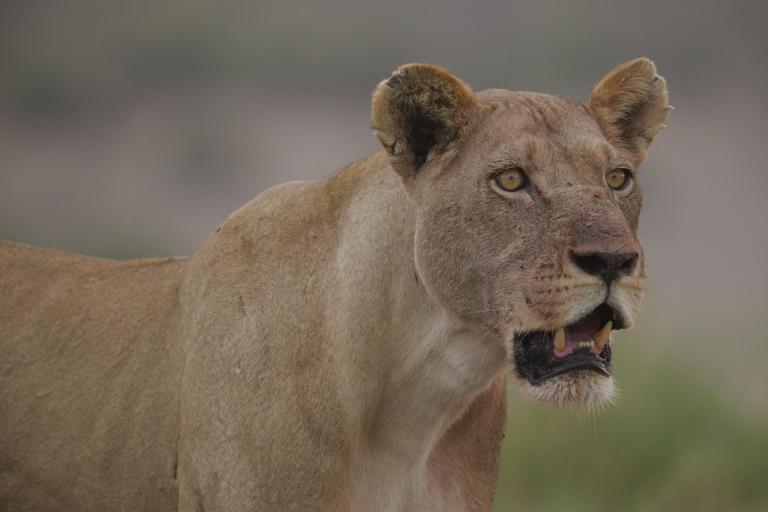 Kasane: 1 day Chobe NP Safari with Boat Cruise and Lunch