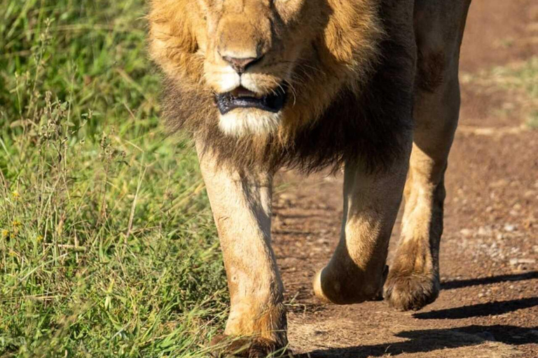 3-Day Maasai Mara Budget Shared Safari in a 4x4 Jeep