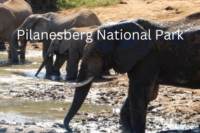 Safari de 2 días al Parque Nacional de Pilanesberg desde Johannesburgo