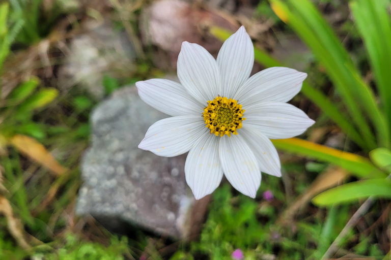 Oaxaca: Sierra Norte Ixtepeji Guided Hike & Lunch, Half-Day