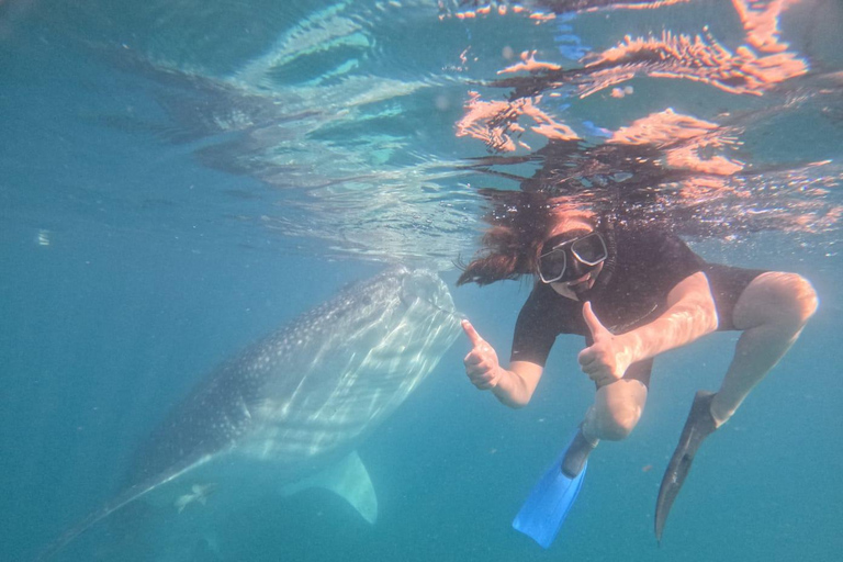 La Paz: Whale Shark Swim Tour with Snorkel Gear & Photos