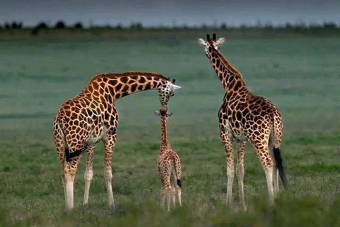 Tsavo East: Private Safari with Lunch and Transfers