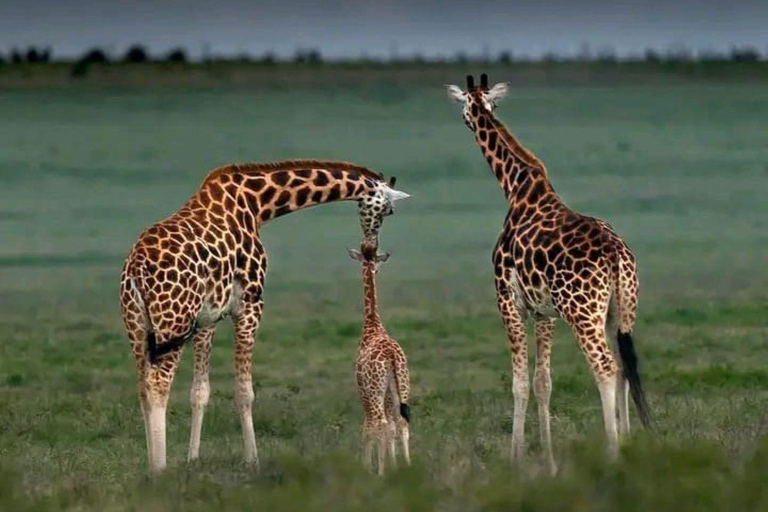 Tsavo East: Private Safari with Lunch and Transfers