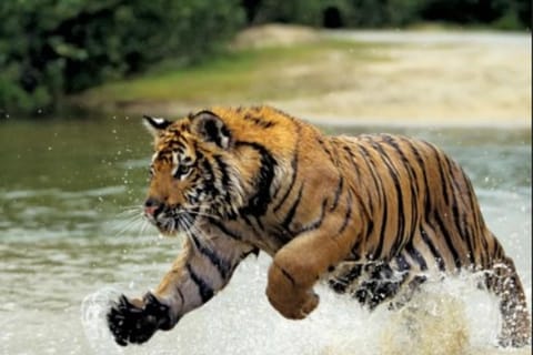 From Delhi: 5-Day Golden Triangle Tour with Ranthambore