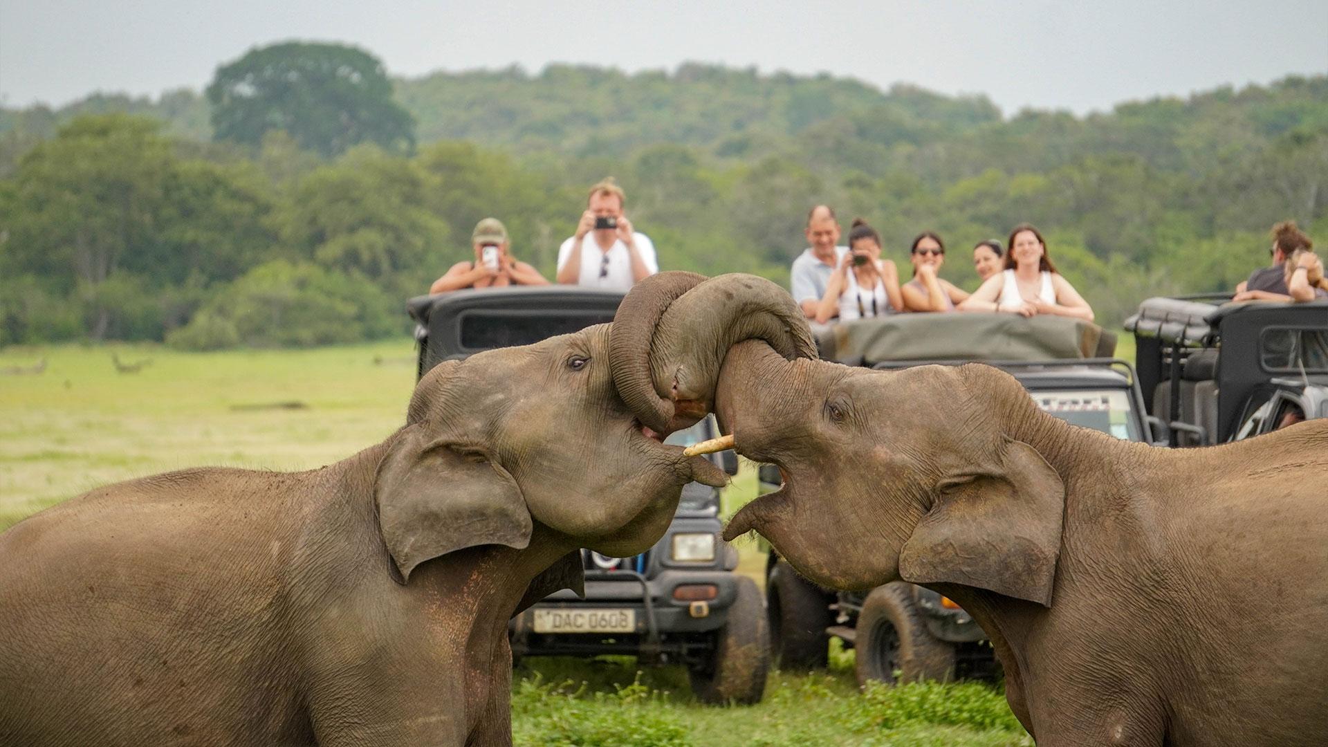 Minneriya National Park: Private Halbtagessafari
