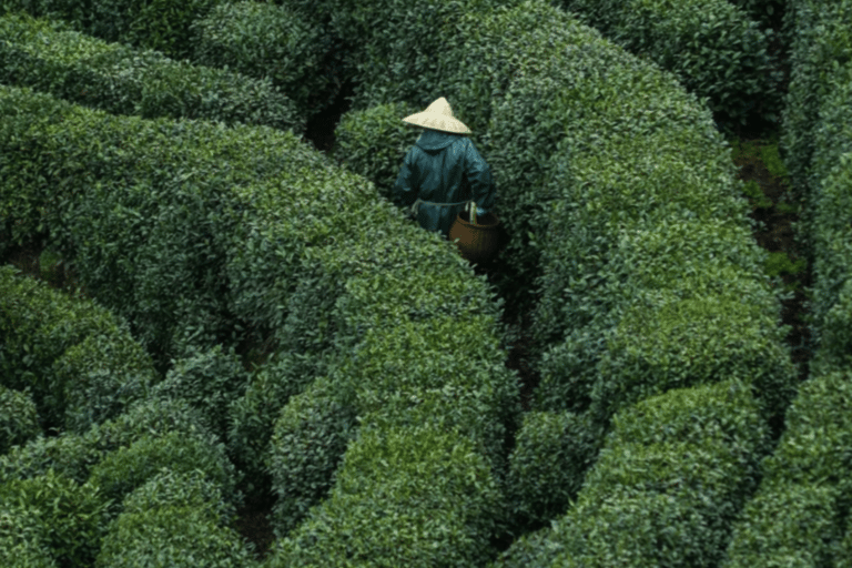 Hangzhou Day Trip from Shanghai: Tea Experience