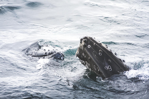 Whale Watching from Akureyri - Small Group Tour (Hjalteyri)