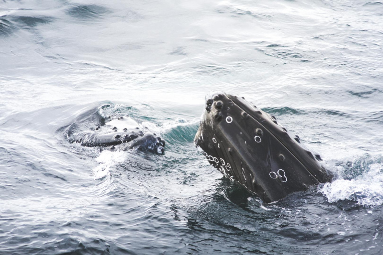 Whale Watching from Akureyri - Small Group Tour (Hjalteyri)