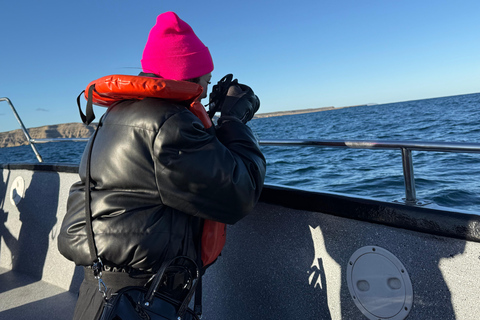 Península Valdés: Whale Watching Boat Tour with Guide