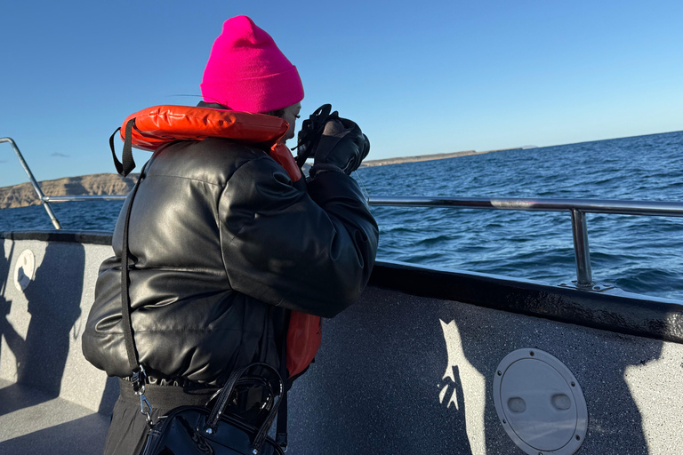 Península Valdés: Whale Watching Boat Tour with Guide