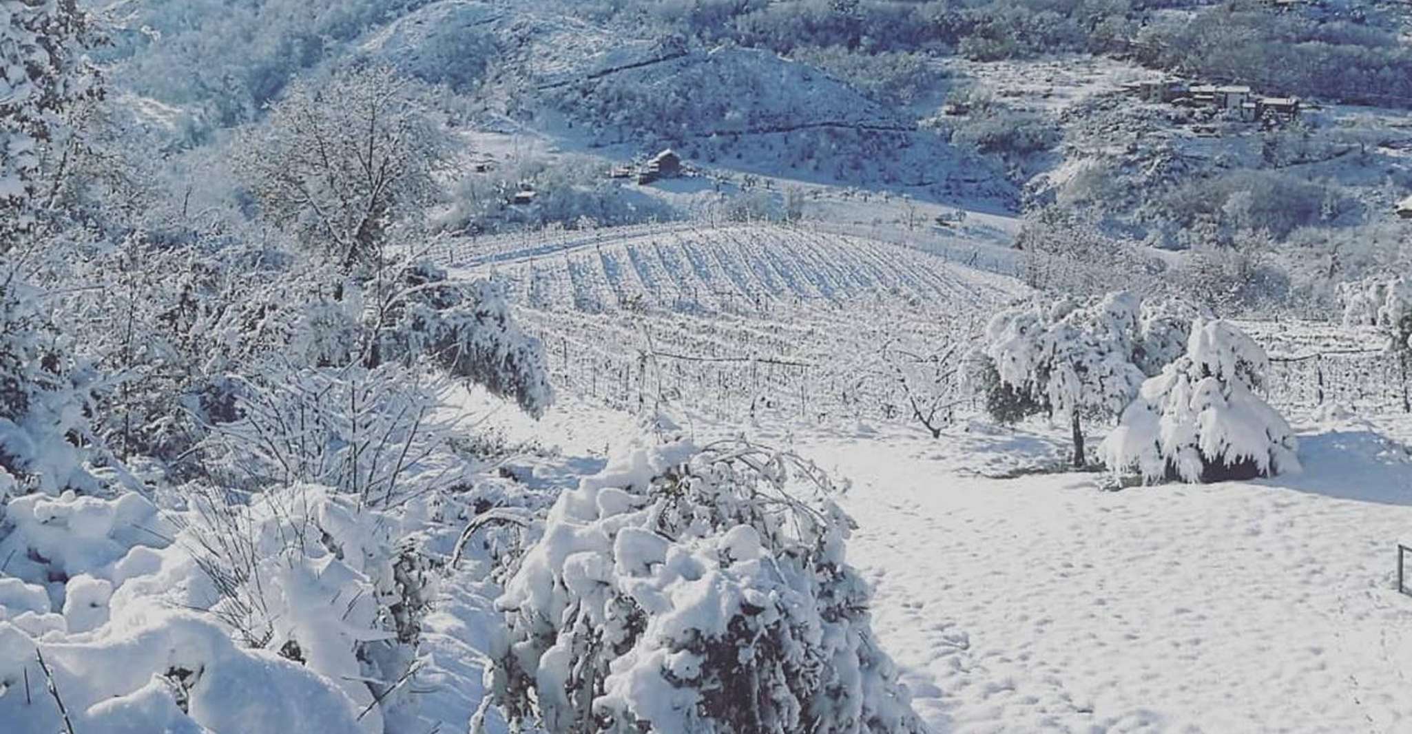 Cosenza: tour dei vigneti con degustazione di vini