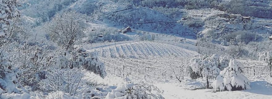 Cosenza : visite d'un vignoble avec dégustation de vin