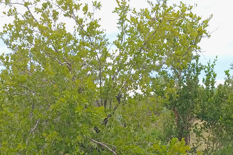 From Maputo: 2-Day Kruger Safari with Guided Bush Walk