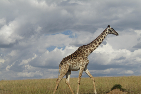 Masai Mara National Park Day Trip & Masai Village visit