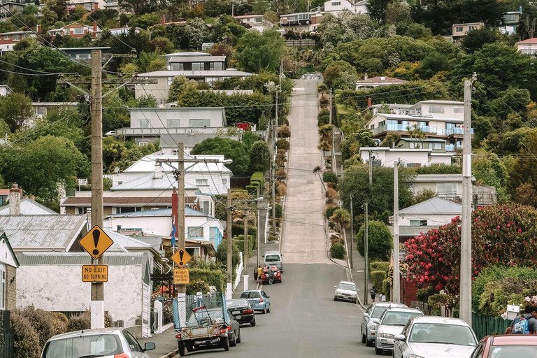 Dunedin City & Otago Peninsula Scenery Day Tour Private Tour