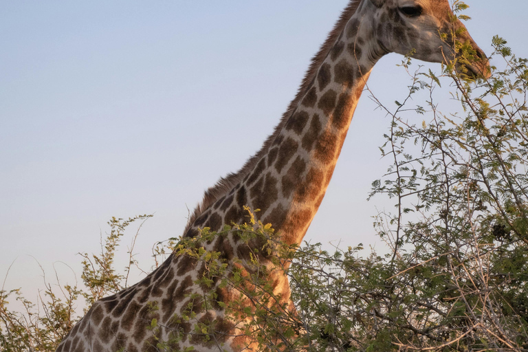 Ab Kapstadt: 2-Tages-Safari in der 4Star Garden Route Game LodgeGartenroute 2-tägig