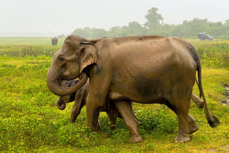 Minneriya National park safari with jeep &amp; Entrance ticket