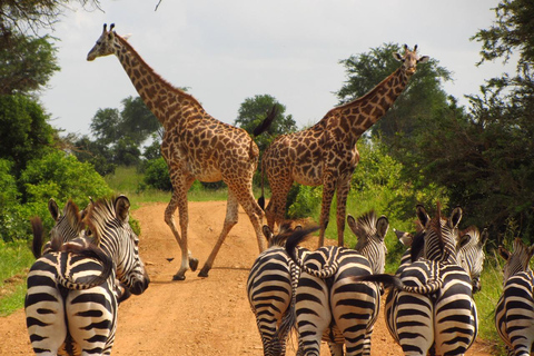 De Zanzibar: 1 dia de voo para o Mikumi Safari