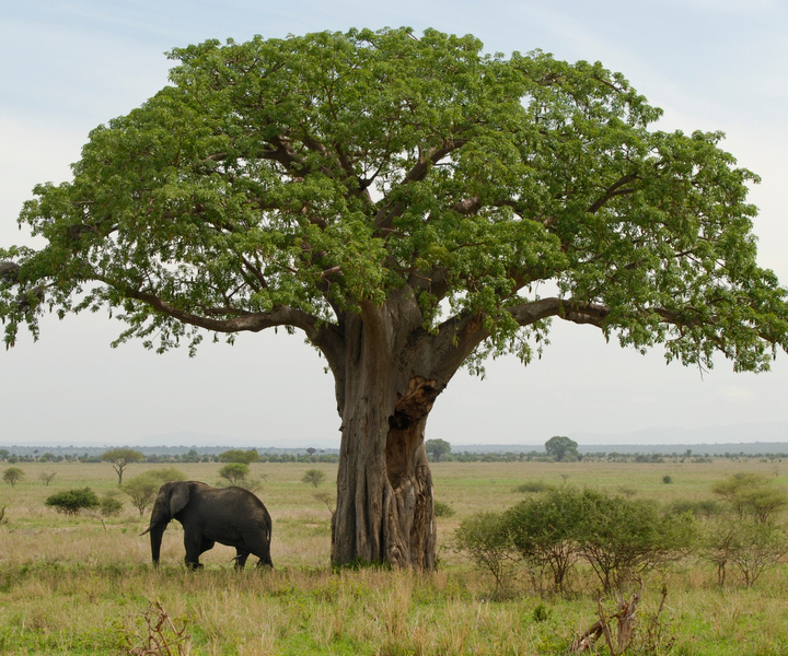 6-Days Ultimate Tanzania Safari-Luxury Tour