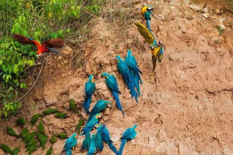 Puerto Maldonado: 6-Day Amazon Tour with Sandoval Lake