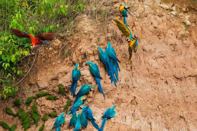 Puerto Maldonado: 6-Day Amazon Tour with Sandoval Lake