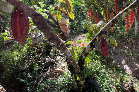 Medellín: Cacao Farm Private Guided Tour