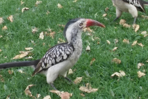 Luksusowy Park Narodowy Krugera: Safari i trasa panoramiczna