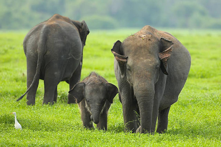 Sigiriya: Elephant Migration Safari at Hurulu Eco Park
