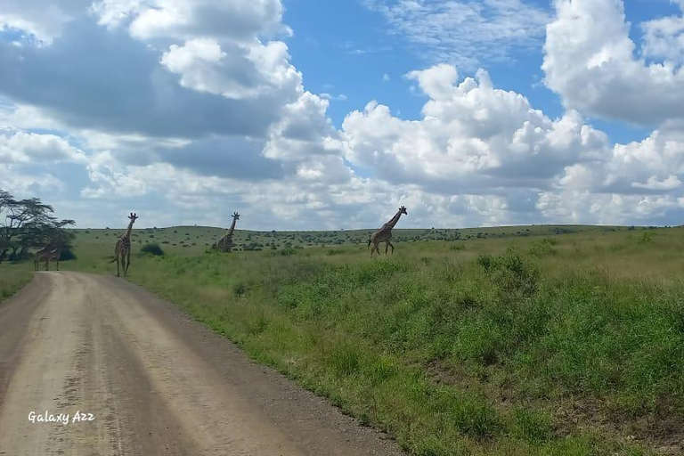 PARQUE DE NAIRÓBI, ORFANATO DE ELEFANTES, EXCURSÃO DE UM DIA AO CENTRO DE GIRAFAS.