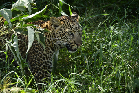 Nairobi: 5-Day Masai Mara, Lake Nakuru & Elementaita Safari