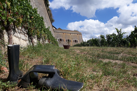 Wurtzbourg : rallye dans les vignobles avec dégustation de vins et dynamique de groupeWuerzburg : rallye dans les vignobles avec dégustation de vin et dynamique de groupe