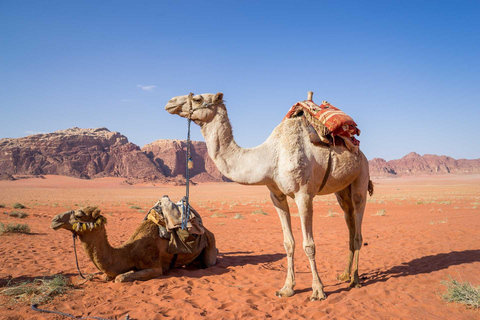 From Petra: Visit wadi rum back to Amman or Amman Airport