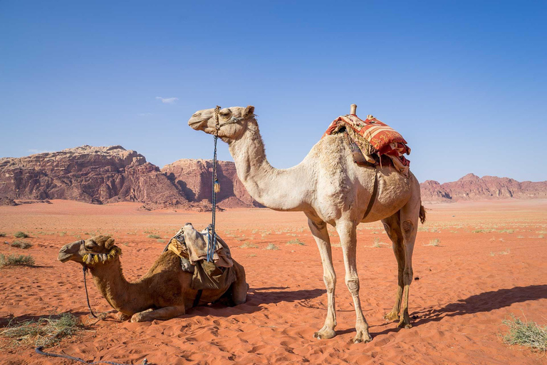 Depuis Amman : excursion privée de 2 jours à Pétra, Wadi Rum et la mer MorteTransport et hébergement