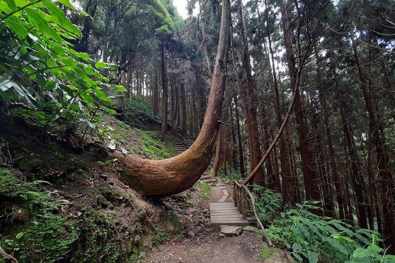 São Miguel: Moinho do Felix-Wanderung mit Besuch der Teefabrik