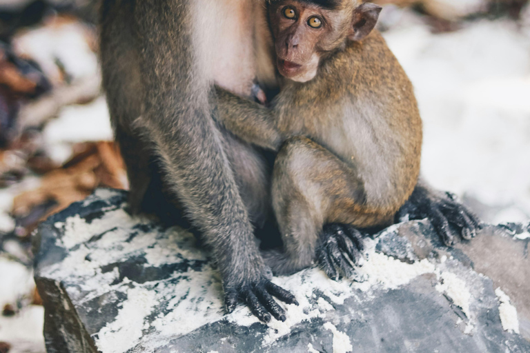 Phi Phi: Full Day by Longtail with Sunset &amp; Plankton Tour