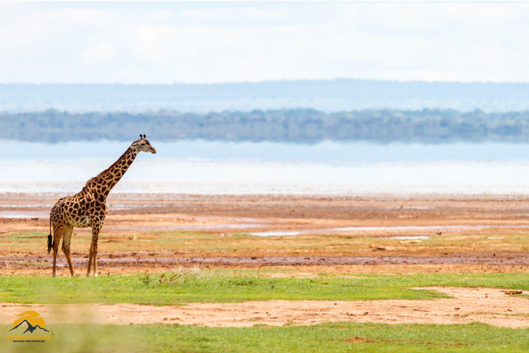 3-Day Wildlife Wonder! Tarangire, Lake Manyara & Ngorongoro.