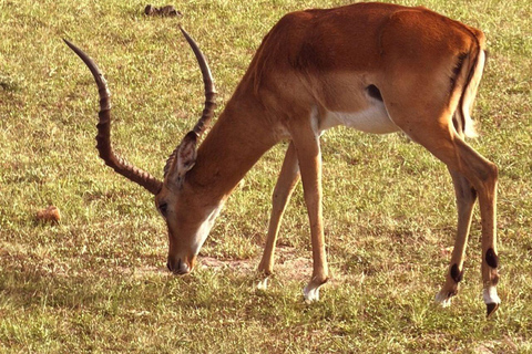 Nairobi: 3-Day epic trip to Maasai Mara Reserve with meals 3 days, 2 nights private safari to Mara in a tourist VAN