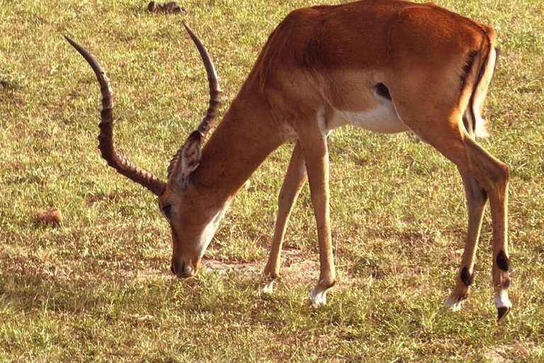 Nairobi: 3-Day epic trip to Maasai Mara Reserve with meals 3 days, 2 nights private safari to Mara in a tourist VAN