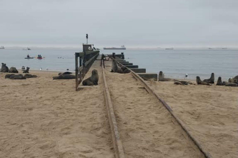 Walvis Bay: Obserwacja ptaków i wycieczka fotograficzna