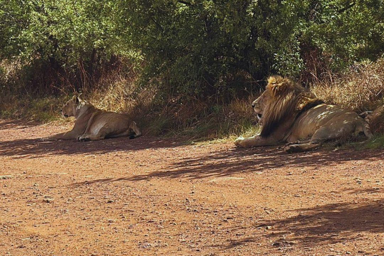 From Johannesburg: Rhino & Lion Nature Reserve Safari Tour