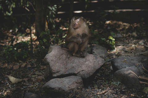 Khao Sok: Privates Tagestrekking, Dschungel-Dinner &amp; Nachtsafari