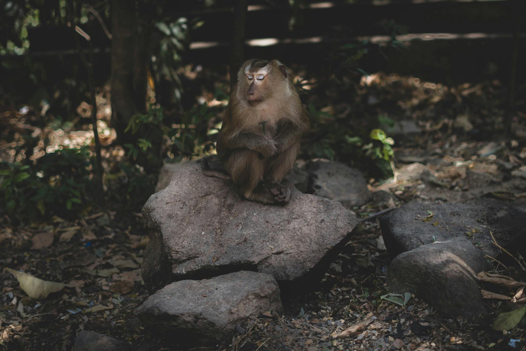 Khao Sok: Privat dagsvandring, djungelmiddag och nattsafari