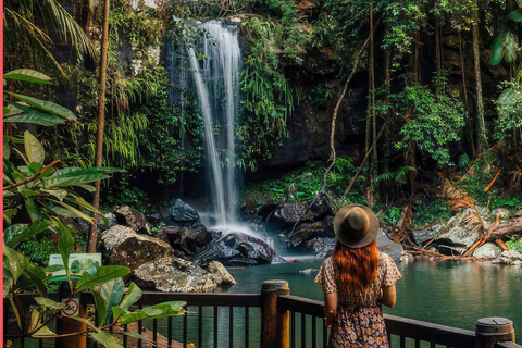 Gold Coast: Hop On Hop Off with Skywalk Rainforest Walk