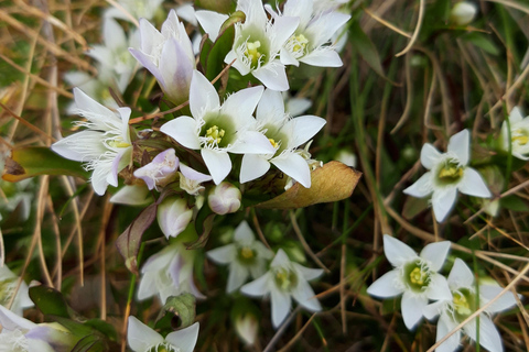 From Sofia: Pirin Mountain Guided Hike