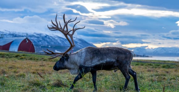 Tromsø: Fjord Adventure with Lunch and Photos
